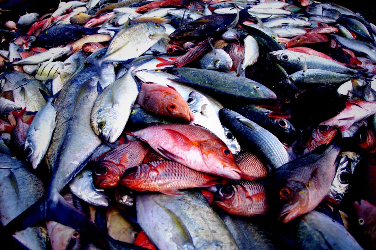 Poissons pêchés dans un parc de Tikehau en vue de leur exportation vers Tahiti.