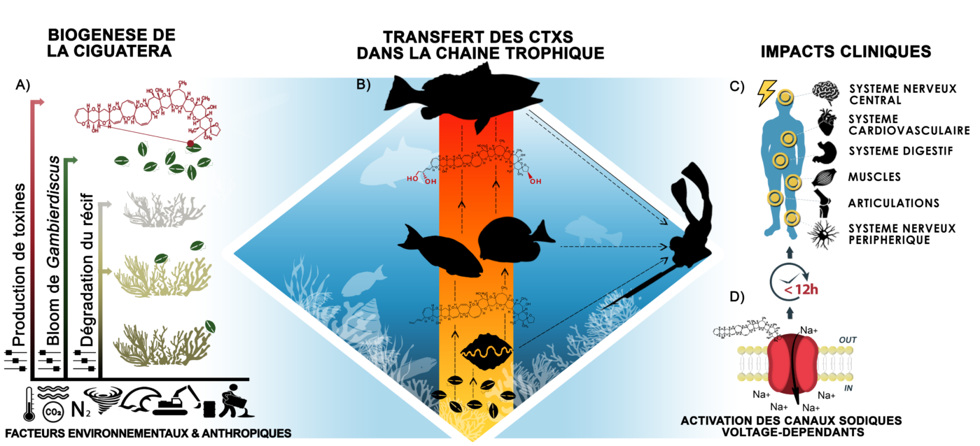 Contamination de la chaîne alimentaire par des ciguatoxines conduisant à l’intoxication (ciguatéra) des consommateurs.